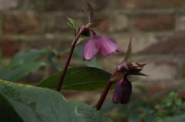 Helleborus purpurascens  bestellen